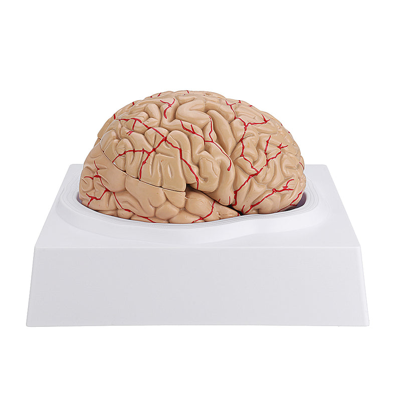 Life Size Human Brain Model w/ Arteries Medical Anatomical Cerebral Mo ...