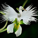 Egrow 200pcs Japanese Egret Flowers Seeds White Egret Orchid Seeds Radiata Rare White Orchid