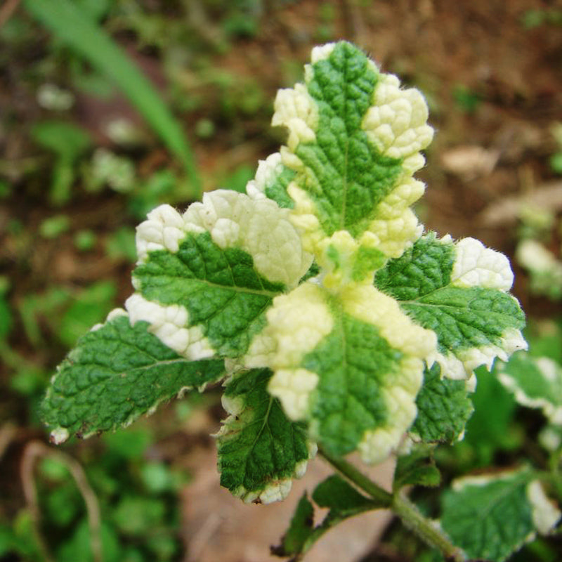 Egrow 200pcs/Bag Mosaic Mint Seeds Vegetable Seeds Balcony Potted Peppermint Aromatic Plant Seeds