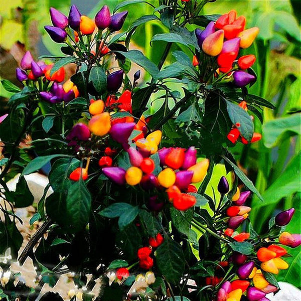 Egrow 100PCS/Pack Pepper Seeds Hot Chilli Pepper Capsicum Vegetable Bonsai Plants Garden Plantas