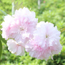 Egrow 10Pcs Japanese Sakura Seeds Pink Plants Cherry Blossoms Flower Bonsai Potted Sakura Tree