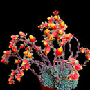 Egrow 20Pcs/Pack Cactus Seeds Cactus Rebutia Variety Flowering Color Cacti Rare Cactus Garden Office Mini Succulent Plant