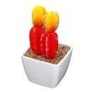 Simulating Cactus Bonsai and Simulating Creative Car Ornaments of Mock Succulents Plants