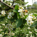 Egrow 20 Pcs/Pack Cotoneaster Seeds Xunzi Tree Plant Cotoneaster Multiflora