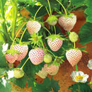 Egrow 100Pcs/Pack White Strawberry Seeds Garden Indoor Bonsai  Organic Fragaria Fruit Seed