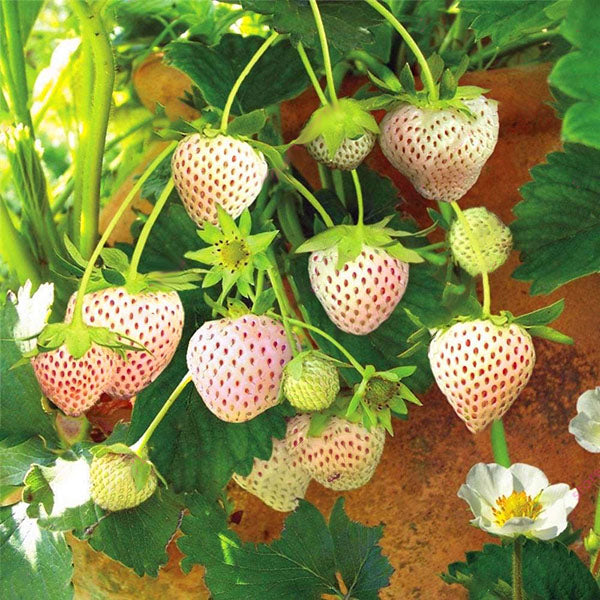 Egrow 100Pcs/Pack White Strawberry Seeds Garden Indoor Bonsai  Organic Fragaria Fruit Seed