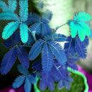 Egrow 30Pcs/Pack Mimosa Seeds Garden Courtyard Bashful Grass Sensitive Potted Plants