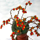 Egrow 20Pcs/Pack Cactus Seeds Cactus Rebutia Variety Flowering Color Cacti Rare Cactus Garden Office Mini Succulent Plant