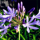 Egrow 100 Pcs/Pack Agapanthus Seeds Agapanthus Africanus Bonsai Home Garden Flower Drought Tolerant