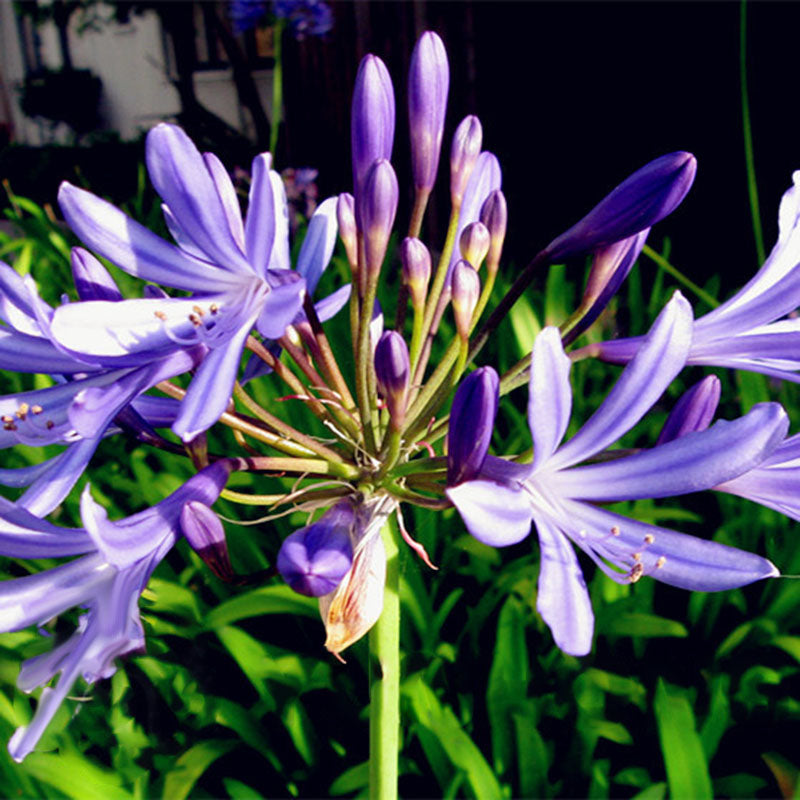 Egrow 100 Pcs/Pack Agapanthus Seeds Agapanthus Africanus Bonsai Home Garden Flower Drought Tolerant
