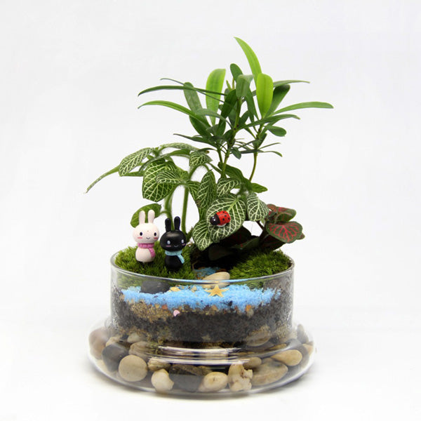 Cylinder Shaped DIY Moss Micro Landscape Glass Bottle Succulent Plants Vase Home Decoration