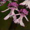 20Pcs Naked Male Orchid Garden Magic Seeds Orchis italica Home Office Potted Plants