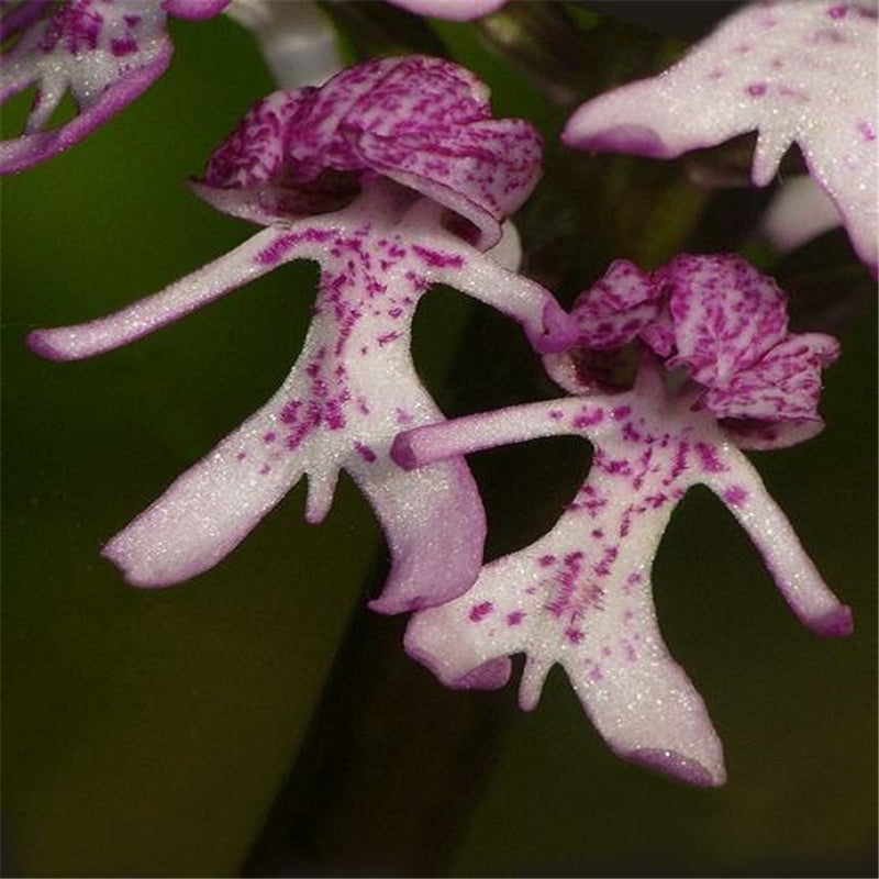 20Pcs Naked Male Orchid Garden Magic Seeds Orchis italica Home Office Potted Plants