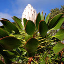 Egrow 50Pcs/Pack Protea Cynaroides Seeds Rare Bonsai Potted Flower Seed Home Garden Plants