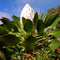 Egrow 50Pcs/Pack Protea Cynaroides Seeds Rare Bonsai Potted Flower Seed Home Garden Plants