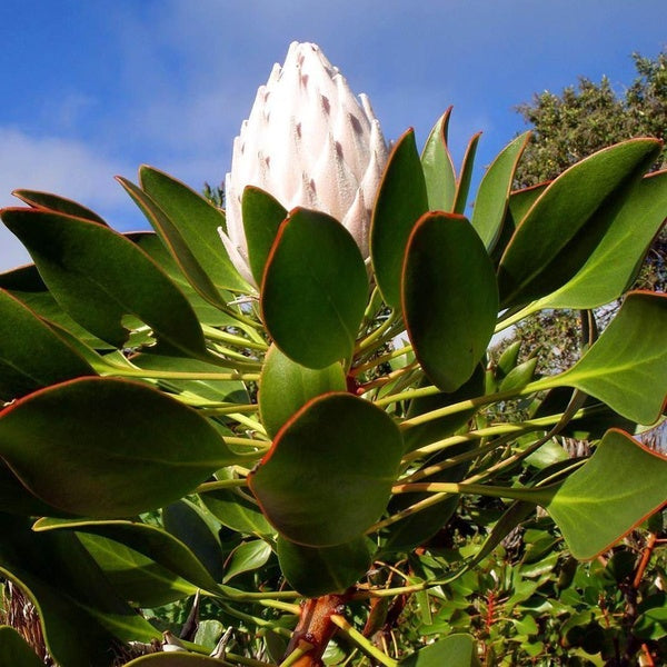 Egrow 50Pcs/Pack Protea Cynaroides Seeds Rare Bonsai Potted Flower Seed Home Garden Plants