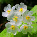 Egrow100Pcs/Bag Umbrella Leaf Dysosma Pleiantha Seeds Transparent Flower Seeds Delicate Garden Seed