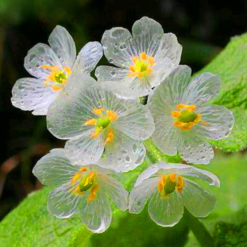 Egrow100Pcs/Bag Umbrella Leaf Dysosma Pleiantha Seeds Transparent Flower Seeds Delicate Garden Seed
