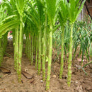 100pcs Green Asparagus Lettuce Seeds Vegetable Garden Biennial Herb Plant