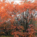 Egrow 30 Pcs/Pack Cotinus Seeds Cotinus Tree Semente Plant Cotinus Coggygria