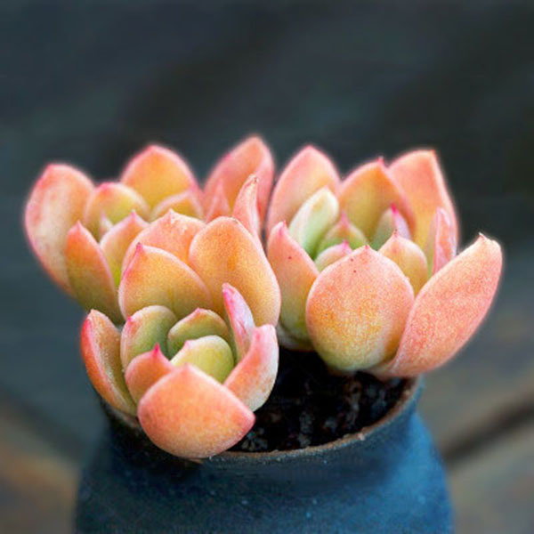 Egrow 100 Pcs/Pack Red Succulent Seeds Home Garden DIY Potted Flower Seed Ornamental Plants
