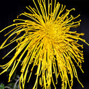 Egrow 100 Pcs/Pack Chrysanthemum Seeds Yellow Chrysanthemum Bonsai DIY Gardening Flower Plant