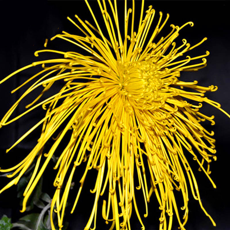 Egrow 100 Pcs/Pack Chrysanthemum Seeds Yellow Chrysanthemum Bonsai DIY Gardening Flower Plant