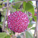 Egrow 20Pcs/Pack Hoya Seeds Potted Seed Hoya Carnosa Flower Seed Garden Plants