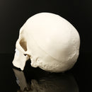 Life Size Human Anatomical Anatomy Resin Head Skeleton Lifesize Skull Medical Teaching Model