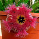 Egrow 100Pcs/Pack Stapelia Pulchella Seeds Colorful Cactus Lithops Bonsai Garden Courtyard Plants