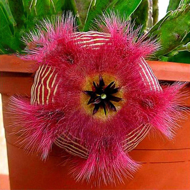 Egrow 100Pcs/Pack Stapelia Pulchella Seeds Colorful Cactus Lithops Bonsai Garden Courtyard Plants