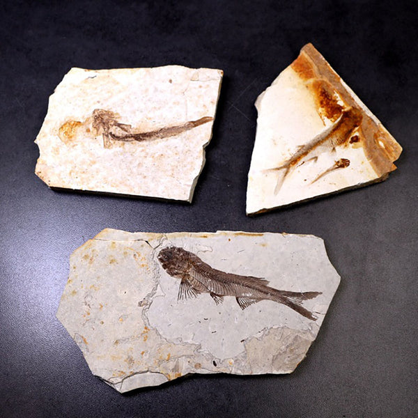 China 150 Million Years Ago Genuine Bony Fosslien Lycoptera Real Fossil Fish Decorations