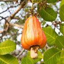 Egrow 10Pcs/Bag Cashew Nuts Seeds Cashew Nuts Tree Seeds Bonsai Flowers Plants for Hoe Garden Seeds