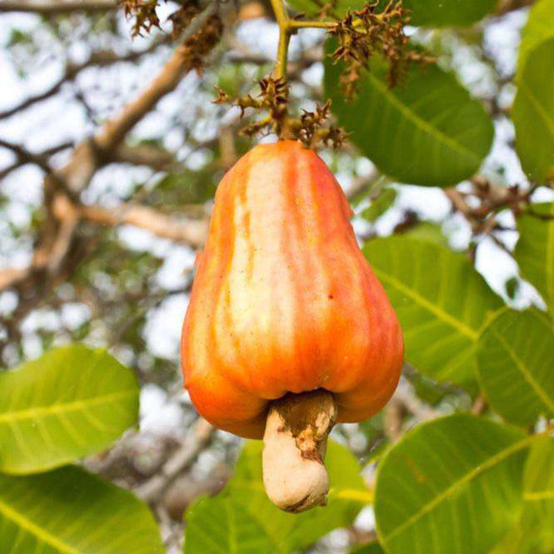 Egrow 10Pcs/Bag Cashew Nuts Seeds Cashew Nuts Tree Seeds Bonsai Flowers Plants for Hoe Garden Seeds