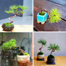 Egrow 50 Pcs/Pack Pine Tree Seeds Mini Black Pine Tree Bonsai Courtyard Garden Bonsai Tree Plants Pine Tree DIY Home Garden