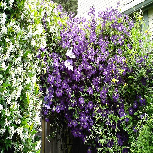 Egrow 100Pcs/Pack Clematis Seeds Potted Clematis Flower Garden Ornamental Plants