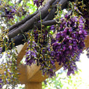Egrow 16 Pcs/Pack Mucuna Birdwoodiana Tree Seeds Flower Seeds Home Garden Decoration