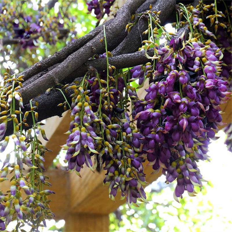 Egrow 16 Pcs/Pack Mucuna Birdwoodiana Tree Seeds Flower Seeds Home Garden Decoration