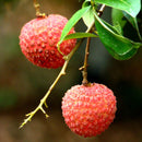 Egrow8Pcs/Bag Litchi Seeds Summer Delicious Fruit Litchi Seeds Nutritious and Delicious Fruit Seeds