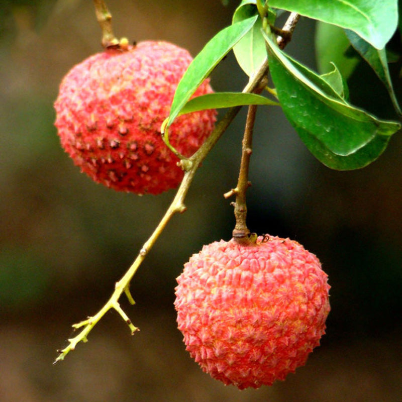Egrow8Pcs/Bag Litchi Seeds Summer Delicious Fruit Litchi Seeds Nutritious and Delicious Fruit Seeds