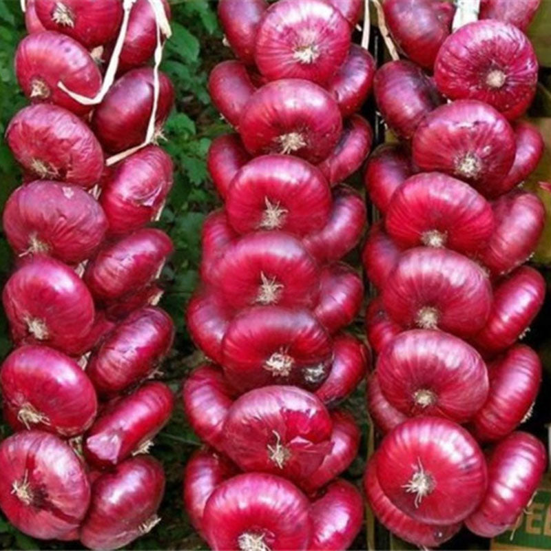 Egrow 100Pcs/Pack Onion Seeds Bonsai Onion Sweet Spanish Plants Vegetables Non-GMO Onion For Garden Bonsai Plant Easy to Grow