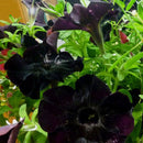 Egrow 100Pcs Black Petunia Seeds Rare Bonsai Flower Seeds Annual Bonsai Petunia
