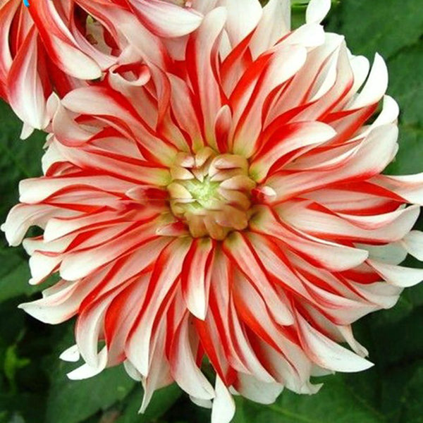 Egrow 100Pcs/Bag Rare Rainbow Chinese Peony Flowers Seeds Bonsai Garden for Home Garden Plants