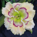 Egrow 50 Pcs/Pack Daylily Seeds Daylily Flowers Hemerocallis Lily Indoor Bonsai Flower Perennial Plant for DIY Home Garden Supplies