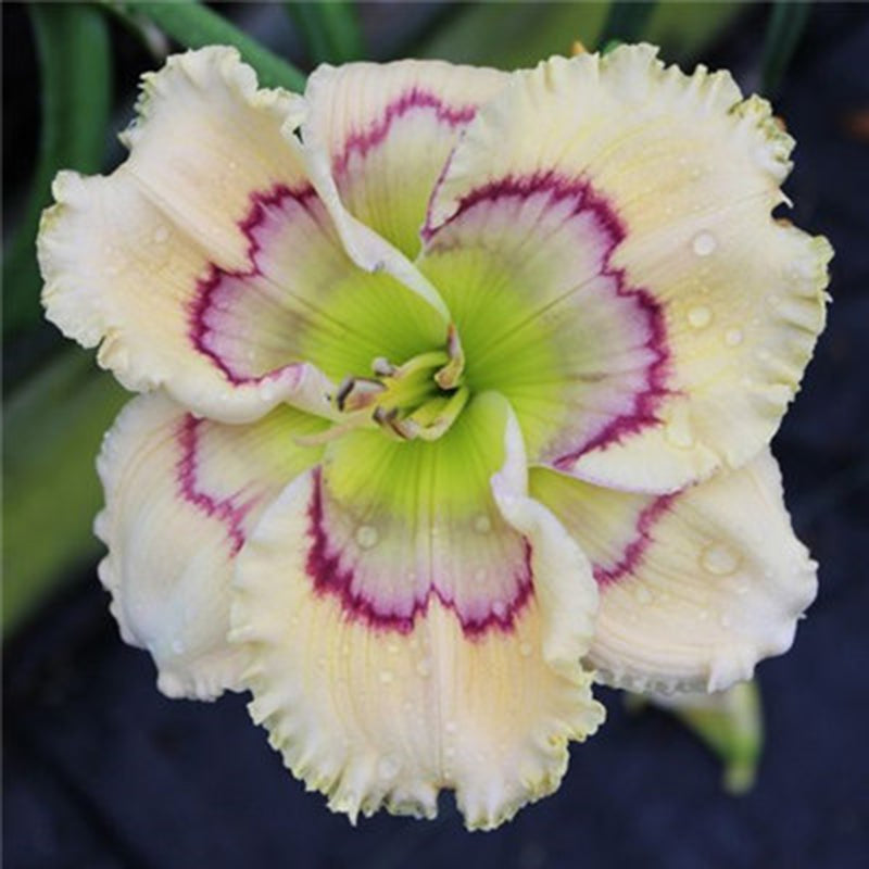 Egrow 50 Pcs/Pack Daylily Seeds Daylily Flowers Hemerocallis Lily Indoor Bonsai Flower Perennial Plant for DIY Home Garden Supplies