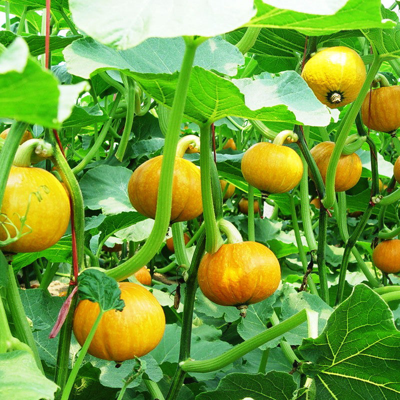 Egrow 50Pcs/Pack Pumpkin Seeds Halloween Decorating Pumpkin Rare Vegetable Bonsai Plant For Home Garden