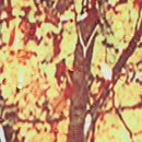 71''x71'' Autumn Leaves Pattern Waterproof Polyester Shower Curtain Bathroom Fabric with 12 Hooks