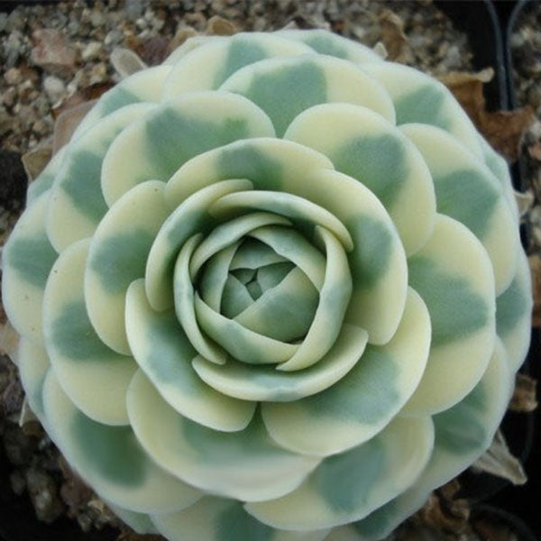 Egrow 100 Pcs/Bag Orostachys Succulents Seeds Green Cactu Seed Indoor Bonsai Flowers Plants Seeds