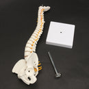 Spine Anatomical Model With Pelvis Femur Heads 1/2 Life Size Lab Equipment Detailed Vertebral Column Human Mould
