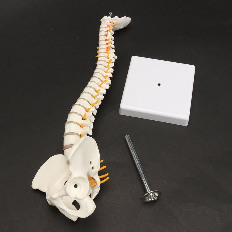 Spine Anatomical Model With Pelvis Femur Heads 1/2 Life Size Lab Equipment Detailed Vertebral Column Human Mould